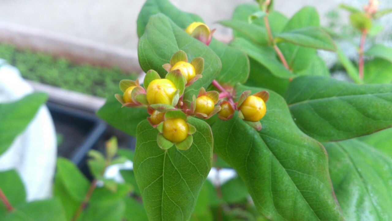 植物観察記録 ヒペリカムのつぼみ ５月１５日 植物図鑑 ガーデンレコード 花の易しい育て方