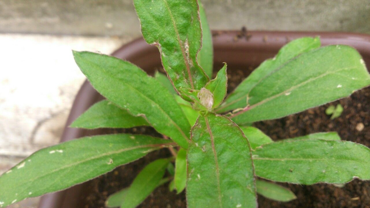 植物観察記録 千日紅の種からの栽培記録 5月26日 87日目 つぼみ 植物図鑑 ガーデンレコード 花の易しい育て方 植物観察記録 千日紅の種からの栽培記録 5月26日 87日目 つぼみ 植物図鑑 ガーデンレコード 花の易しい育て方