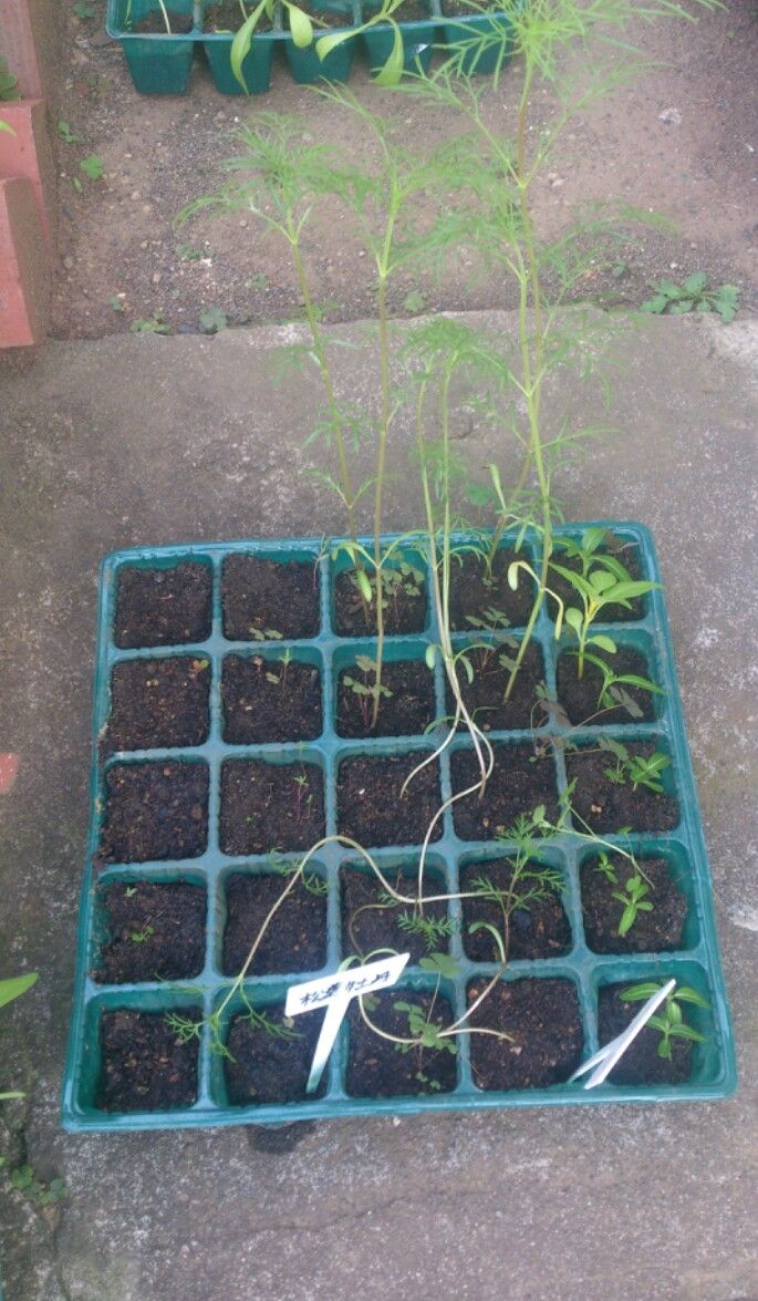 植物観察記録 コスモス ほうせんか ミニヒマワリ キンセンカ サルビア インパチェンス つりがね草の植え替え 5月22日 36日目 植物図鑑 ガーデンレコード 花の易しい育て方 植物観察記録 コスモス ほうせんか ミニヒマワリ キンセンカ サルビア インパチェンス つりがね草の植え替え 5月22日 36日目 植物図鑑 ガーデンレコード 花の易しい育て方