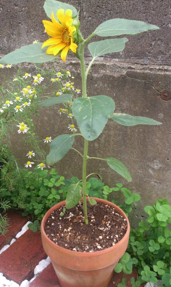 植物観察記録 ミニヒマワリが咲くまで 6月26日 71日目 開花しました 植物図鑑 ガーデンレコード 花の易しい育て方 植物観察記録 ミニヒマワリが咲くまで 6月26日 71日目 開花しました 植物図鑑 ガーデンレコード 花の易しい育て方