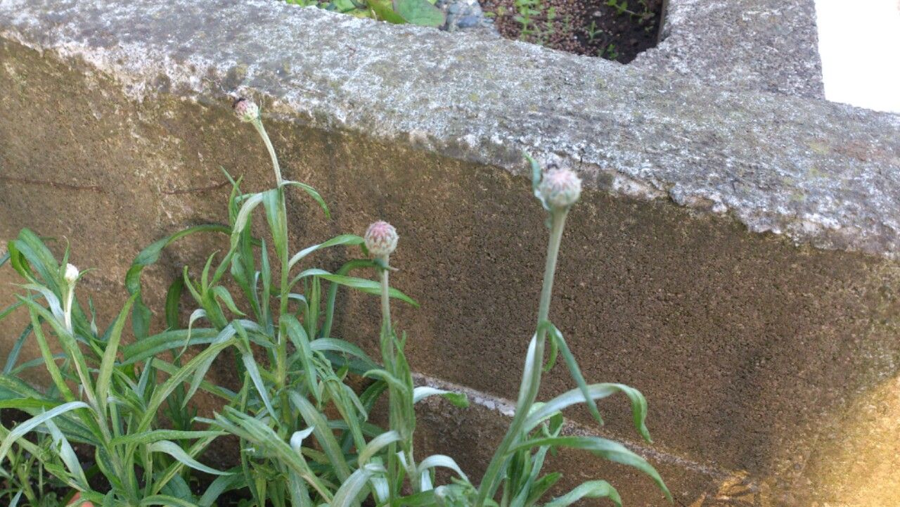 植物観察記録 矢車草の種からの栽培記録 ５月１４日 ７５日目 矢車草のつぼみ 植物図鑑 ガーデンレコード 花の易しい育て方