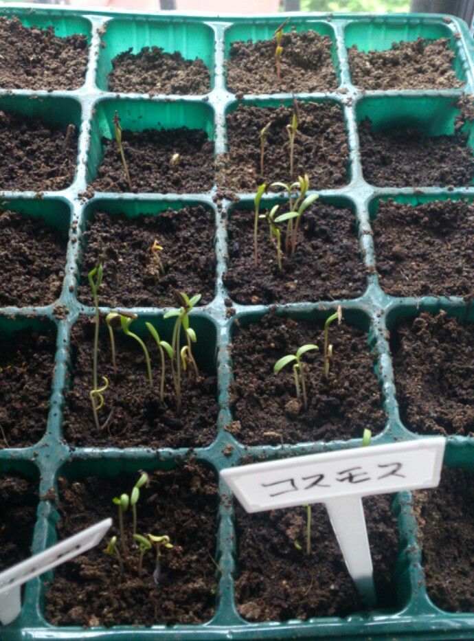 植物観察記録 コスモスが咲くまで 4月21日 5日目 発芽 植物図鑑 ガーデンレコード 花の易しい育て方 植物観察記録 コスモスが咲くまで 4月21日 5日目 発芽 植物図鑑 ガーデンレコード 花の易しい育て方