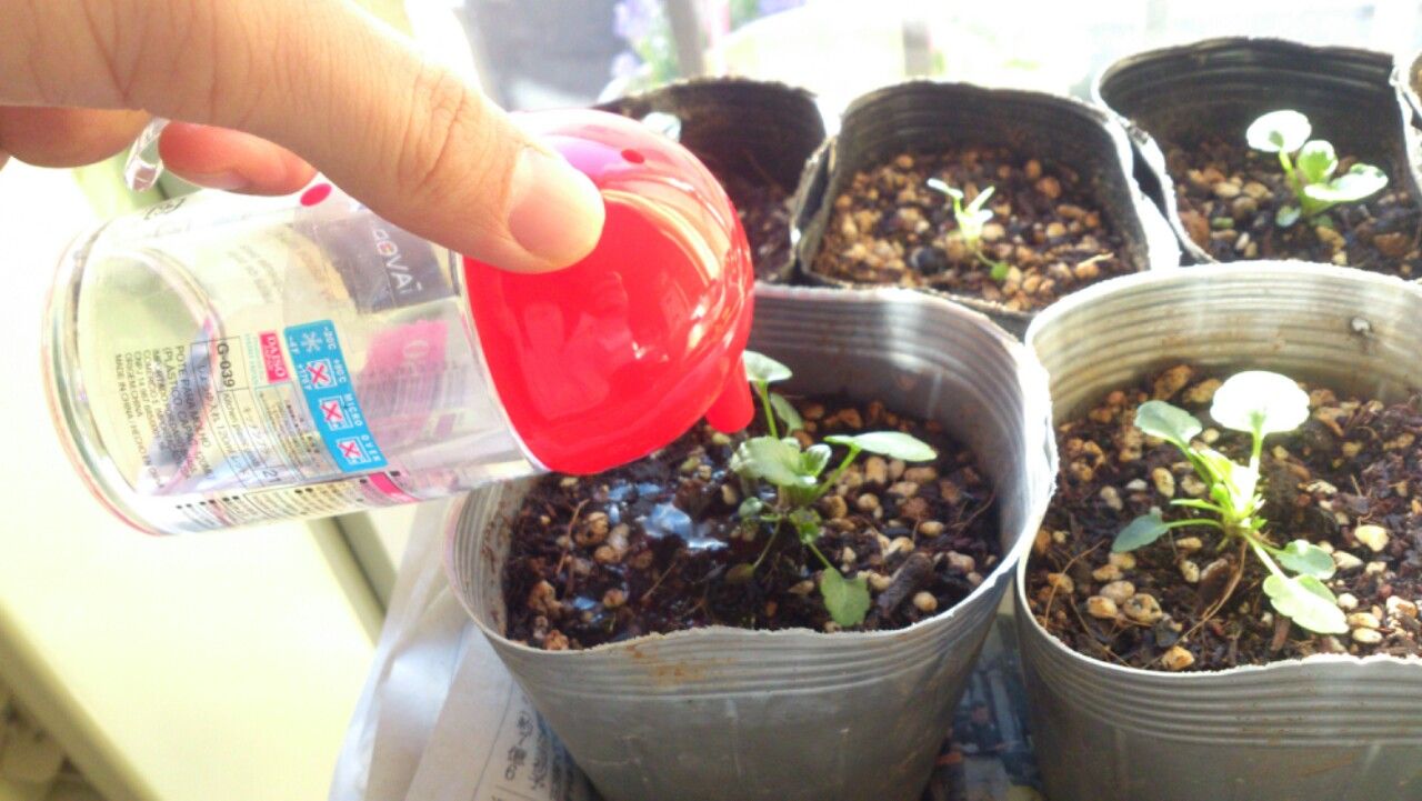 アイディア園芸 楽々できる 小さい苗への水やり 植物図鑑 ガーデンレコード 花の易しい育て方 アイディア園芸 楽々できる 小さい苗への水やり 植物図鑑 ガーデンレコード 花の易しい育て方