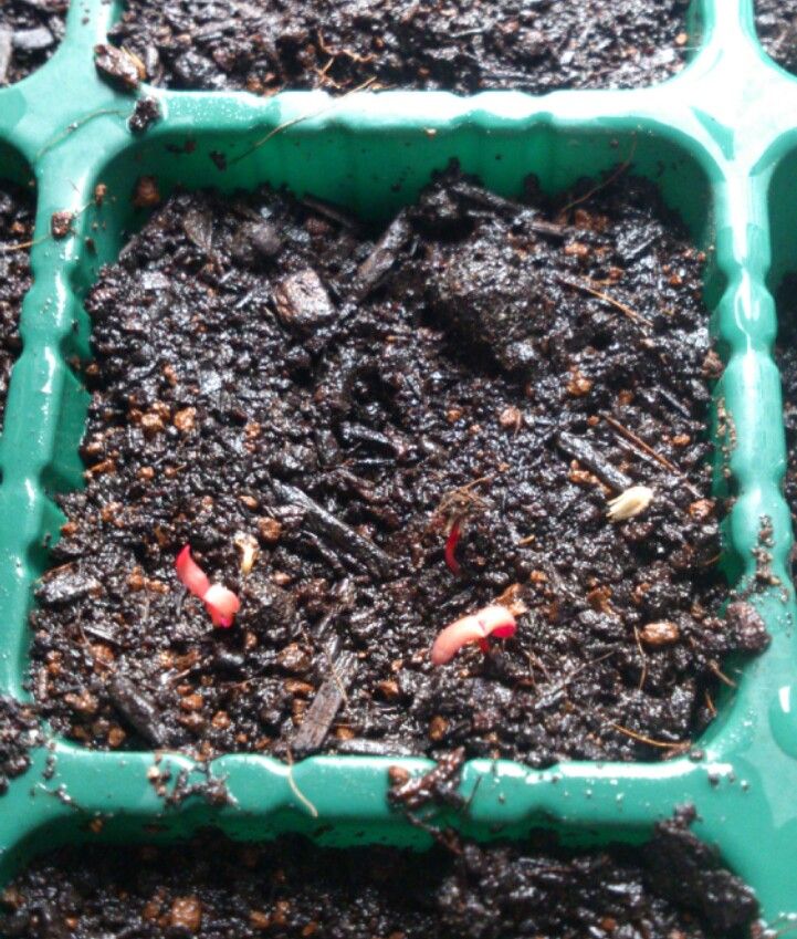 植物観察記録 千日紅の種からの栽培記録 3月13日 13日目 発芽 植物図鑑 ガーデンレコード 花の易しい育て方 植物観察記録 千日紅の種からの栽培記録 3月13日 13日目 発芽 植物図鑑 ガーデンレコード 花の易しい育て方