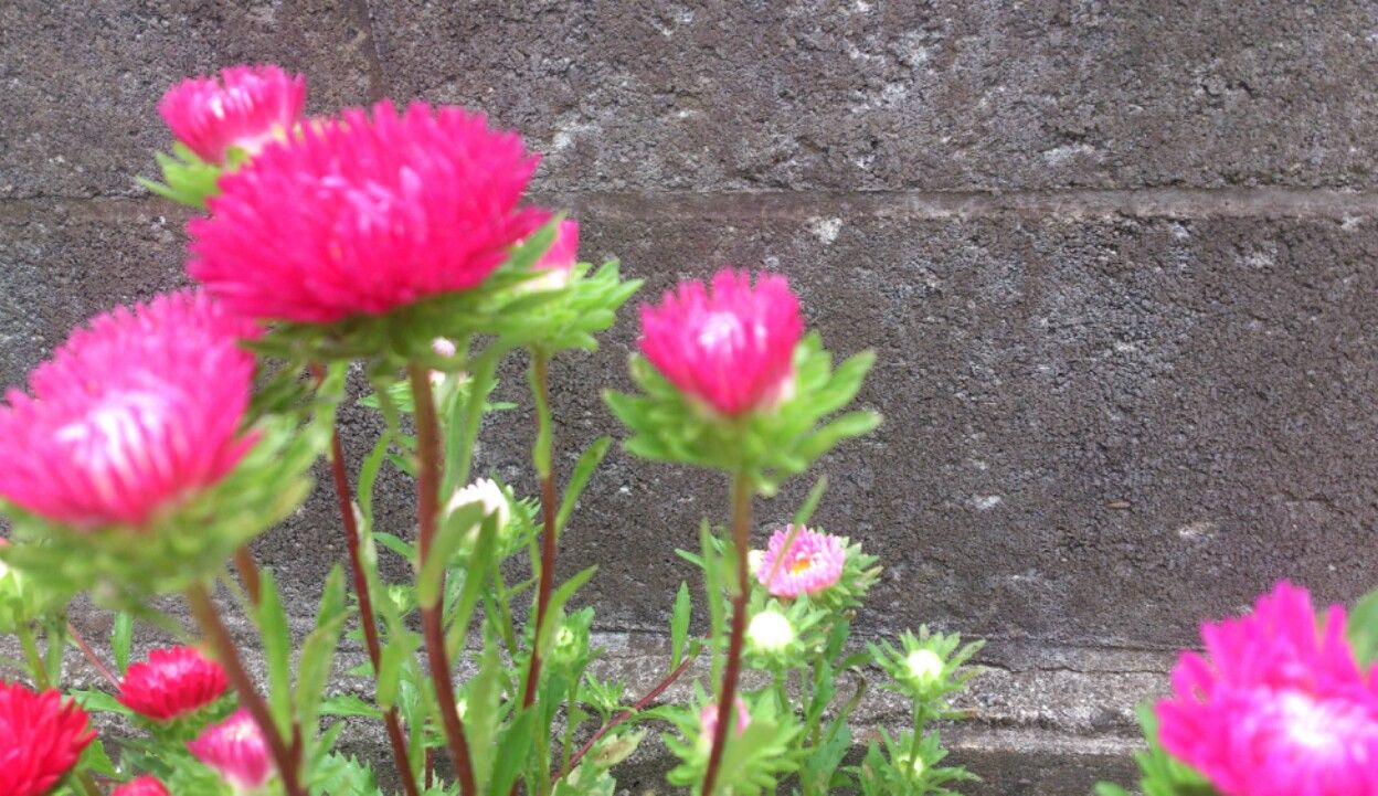 植物観察記録 アスターの種からの栽培記録 7月8日 130日目 開花 植物図鑑 ガーデンレコード 花の易しい育て方 植物観察記録 アスターの種からの栽培記録 7月8日 130日目 開花 植物図鑑 ガーデンレコード 花の易しい育て方