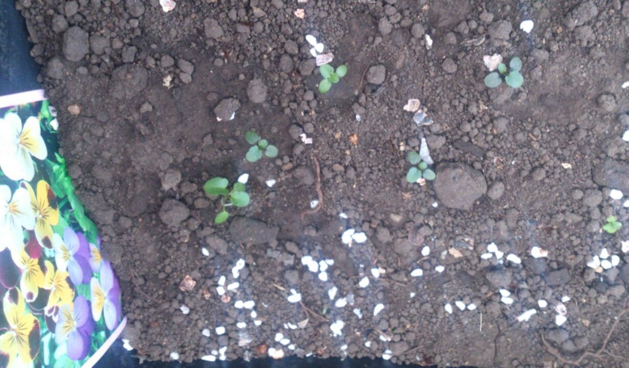 15年11月 植物図鑑 ガーデンレコード 花の易しい育て方 15年11月 植物図鑑 ガーデンレコード 花の易しい育て方