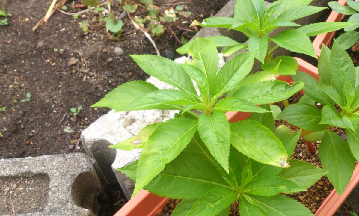 植物観察記録 種から育てるほうせんか ６月１日 ４６日目 植え替えその後 植物図鑑 ガーデンレコード 花の易しい育て方