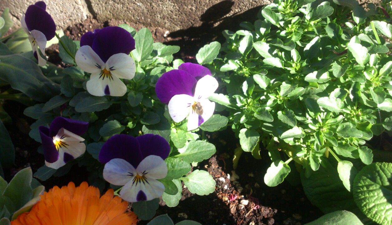 ビオラの蜜を吸う蜂 植物図鑑 ガーデンレコード 花の易しい育て方