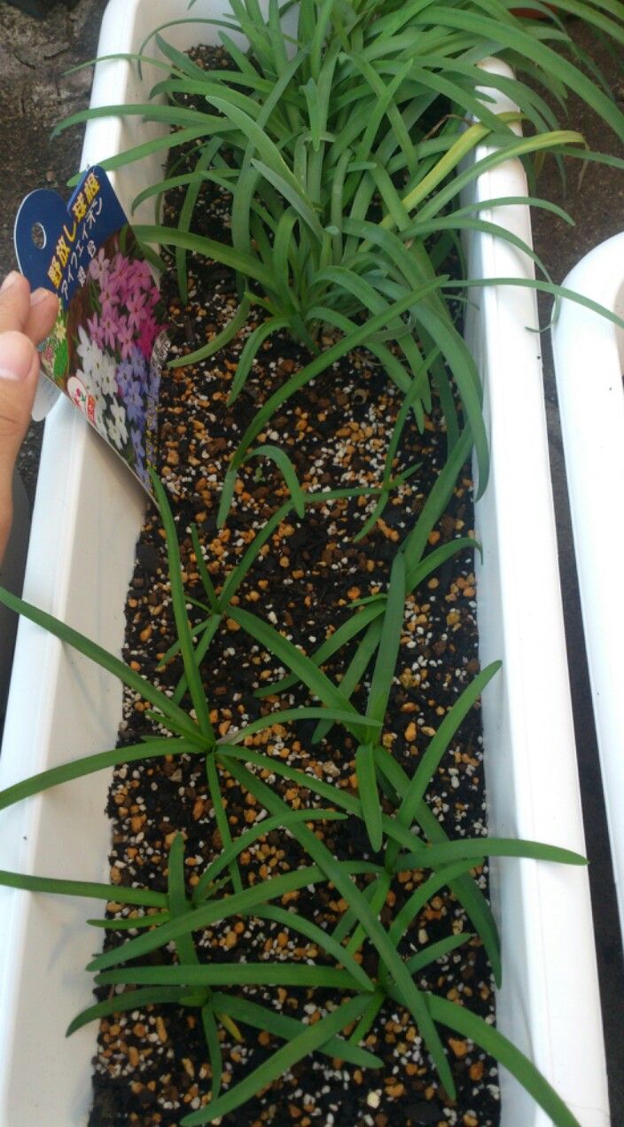 植物図鑑 ハナニラ イエイオン の易しい育て方 植物図鑑 ガーデンレコード 花の易しい育て方 植物図鑑 ハナニラ イエイオン の易しい育て方 植物図鑑 ガーデンレコード 花の易しい育て方