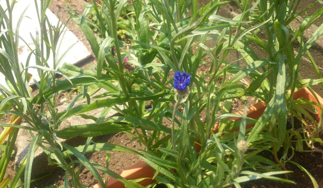 植物観察記録 矢車草の種からの栽培記録 ５月２１日 ８２日目 開花 植物図鑑 ガーデンレコード 花の易しい育て方