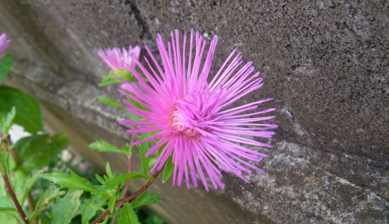 植物観察記録 アスターの種からの栽培記録 7月8日 130日目 開花 植物図鑑 ガーデンレコード 花の易しい育て方 植物観察記録 アスターの種からの栽培記録 7月8日 130日目 開花 植物図鑑 ガーデンレコード 花の易しい育て方