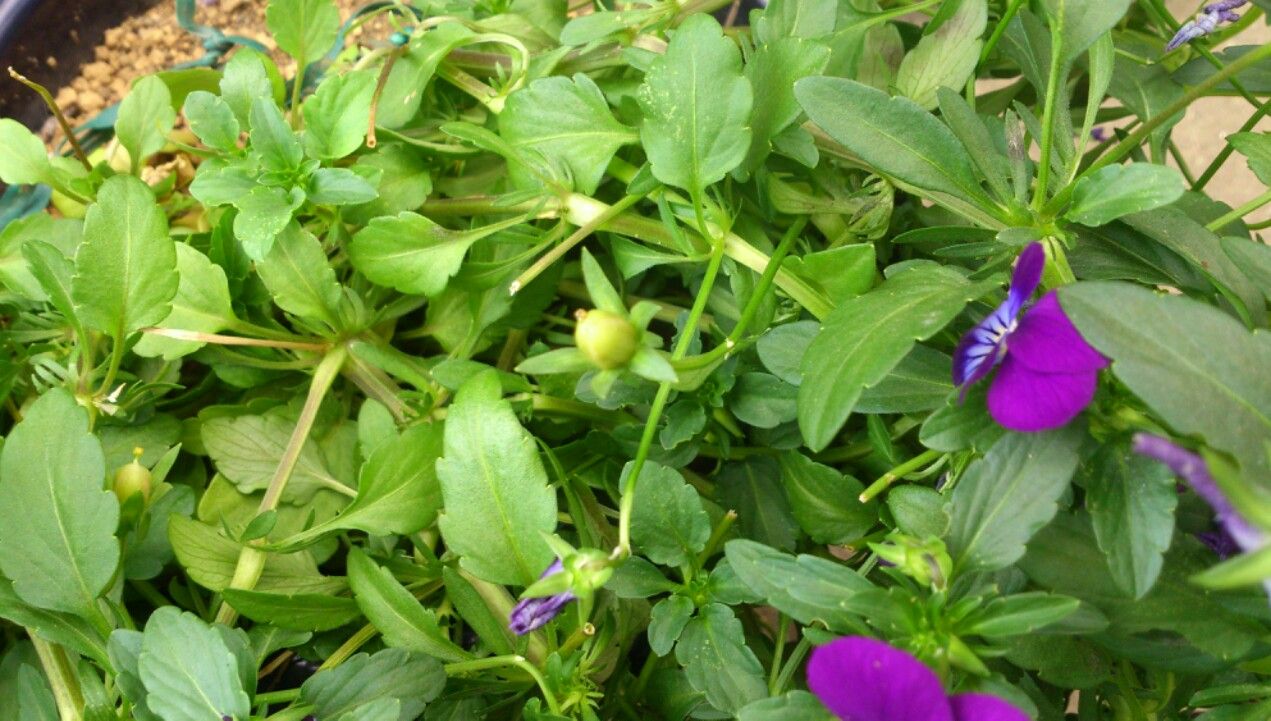 植物観察記録 種から育てるビオラ 5月26日 種取り 植物図鑑 ガーデンレコード 花の易しい育て方 植物観察記録 種から育てるビオラ 5月26日 種取り 植物図鑑 ガーデンレコード 花の易しい育て方
