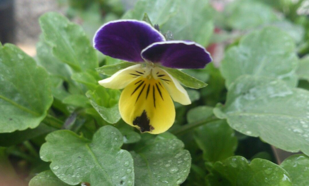 植物観察記録 種から育てるビオラ ３月７日 １５６日目 開花しました 植物図鑑 ガーデンレコード 花の易しい育て方