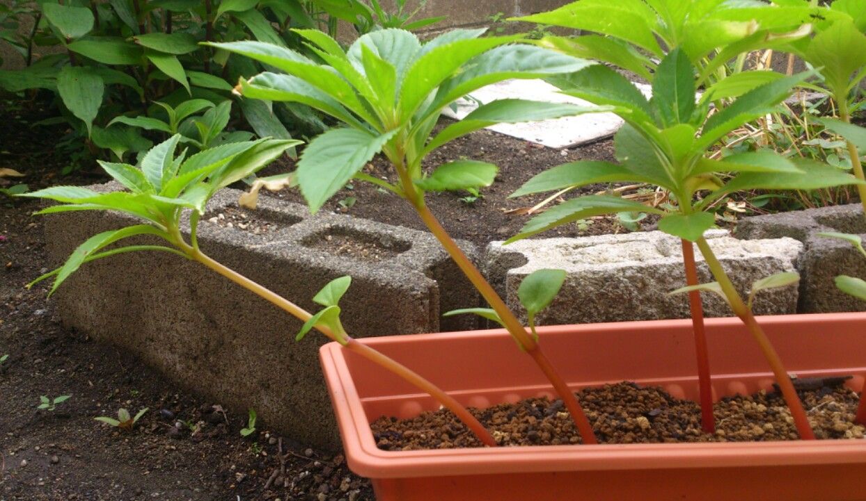 植物観察記録 種から育てるほうせんか 6月1日 46日目 植え替えその後 植物図鑑 ガーデンレコード 花の易しい育て方 植物観察記録 種から育てるほうせんか 6月1日 46日目 植え替えその後 植物図鑑 ガーデンレコード 花の易しい育て方