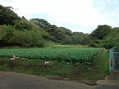 DSCF1977