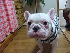 DSCF1946