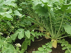 DSCF1975