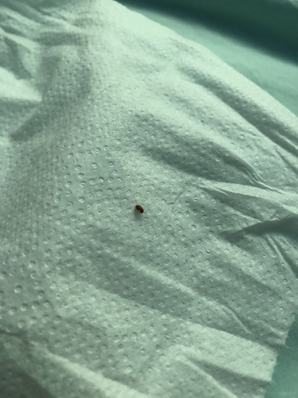 トップ100 部屋 すごく 小さい 虫 すべての美しい花の画像