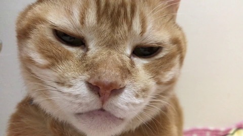neko