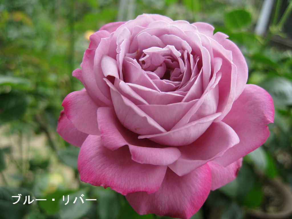 ブルーリバー 気まま日記 ブルーリバー 気まま日記