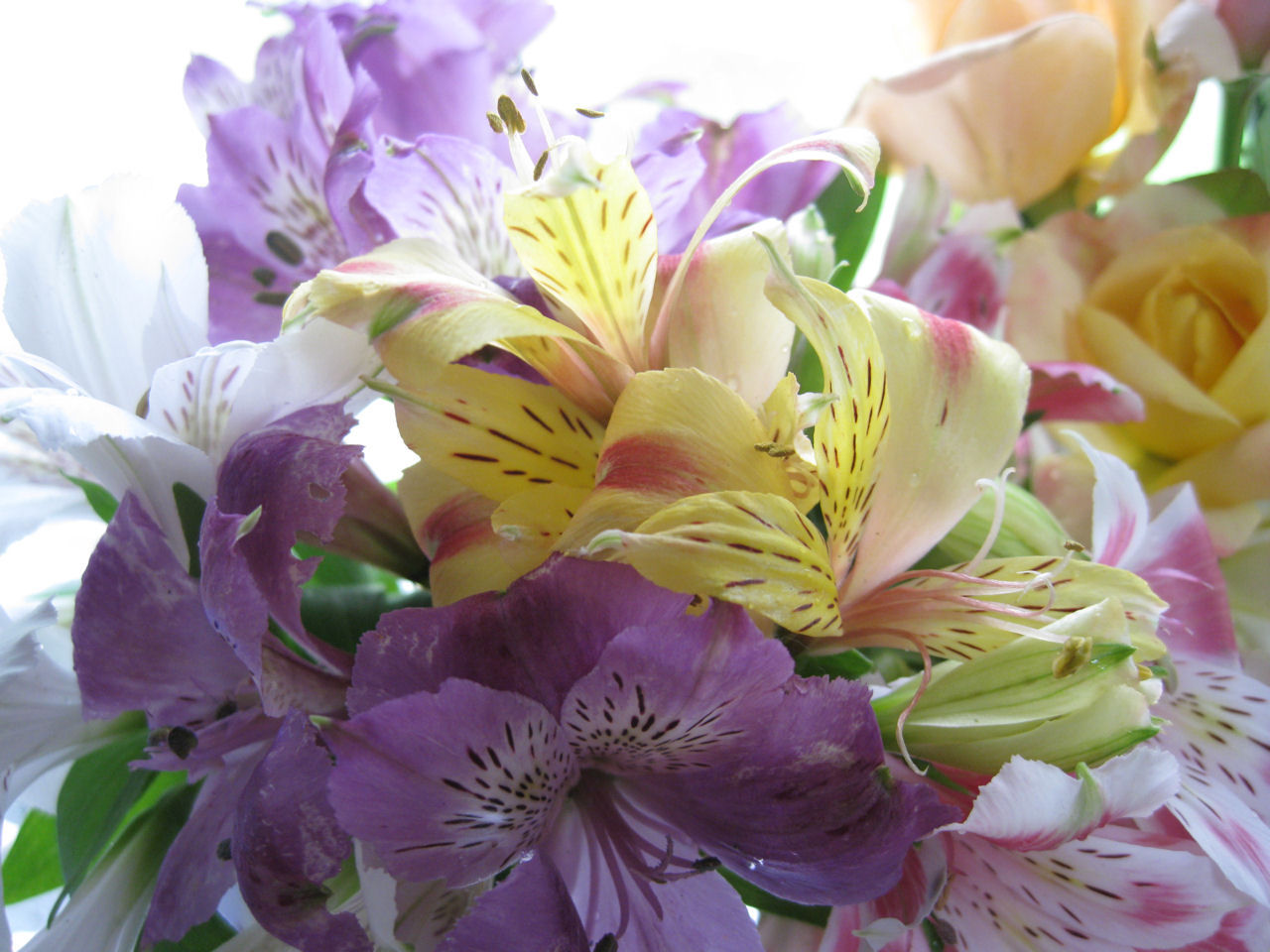 アルストロメリアその2 気まま日記