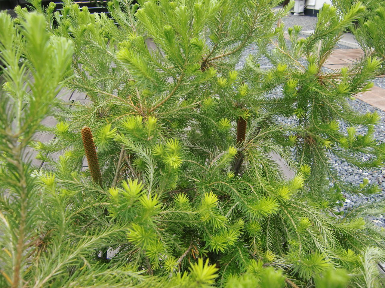 ヒースバンクシア Nanaの気まぐれエッセイ