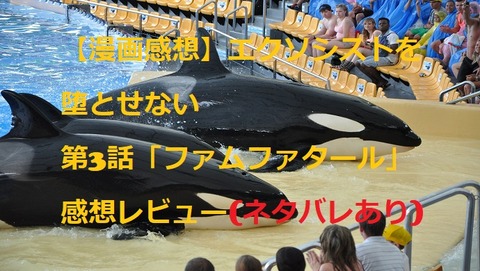 killer-whale-497817_1920