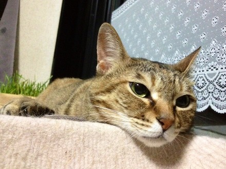 画像1