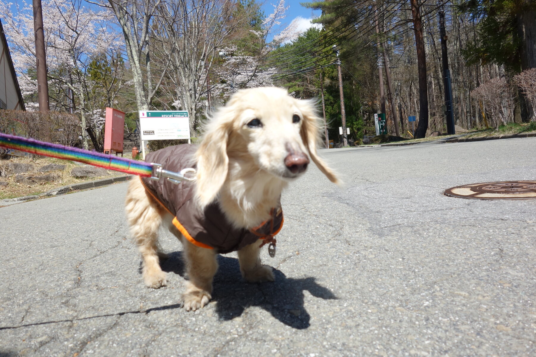 ナナと今日も楽しくｉｉ 21年春 ナナと八ヶ岳旅行 4 リゾートアウトレットへ