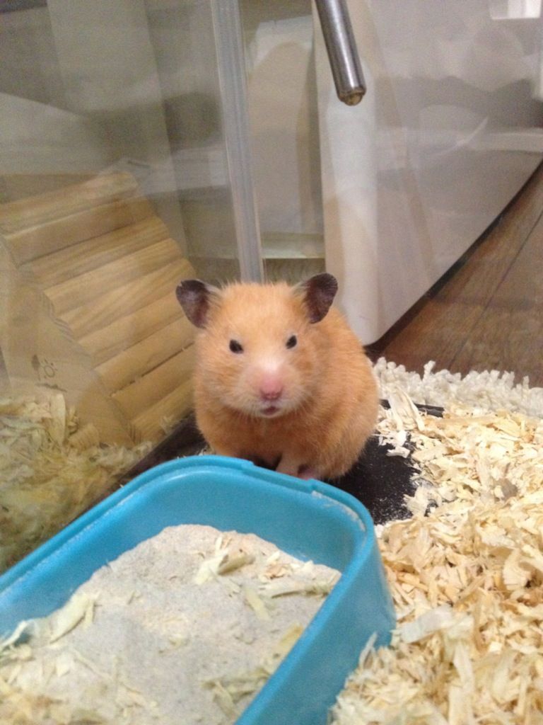 うちのハムスターの寝起きブスすぎｗｗｗｗｗｗ ぽのぽのちゃんねる