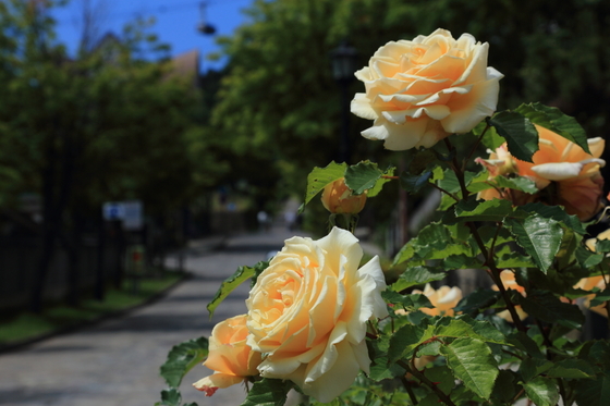 15d7572a.jpg
