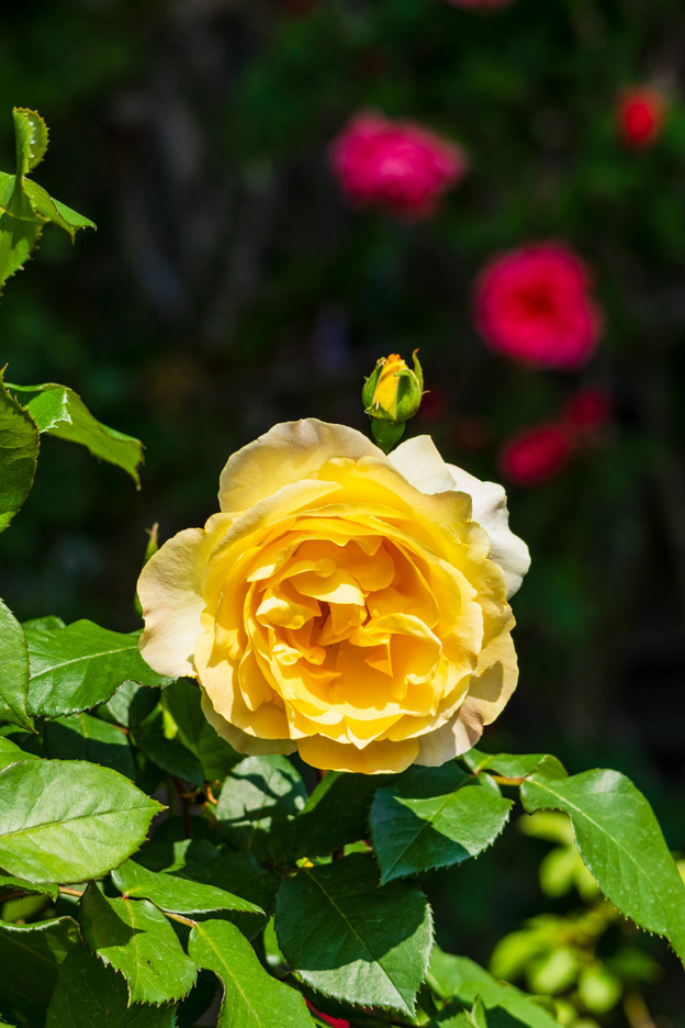 5J9A9165