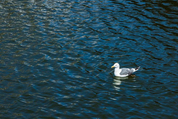 0A9A3956