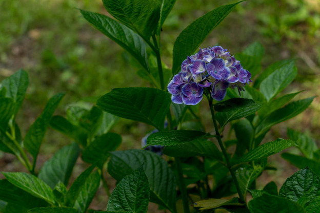 DSC07160