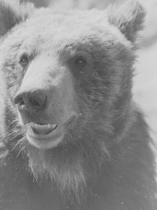 のぼりべつクマ牧場の歴代ボス紹介が面白い ねこのめ