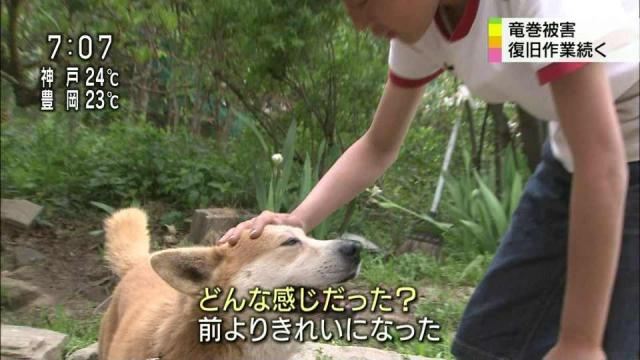竜巻に吹き飛ばされ行方不明だった犬の ワン太郎 無事戻る 飼い主 なんか前より綺麗になった気がする ねこのめ 竜巻に吹き飛ばされ行方不明だった犬の ワン太郎 無事戻る 飼い主 なんか前より綺麗になった気がする ねこのめ