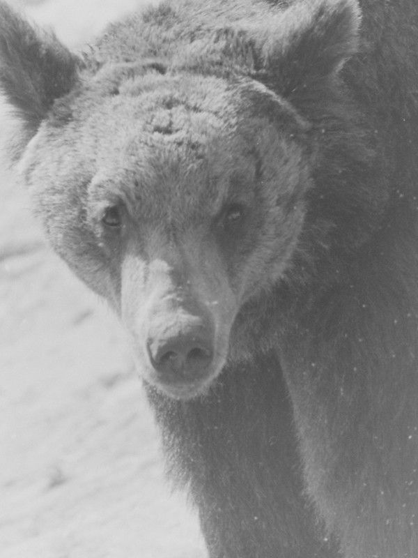 のぼりべつクマ牧場の歴代ボス紹介が面白い ねこのめ
