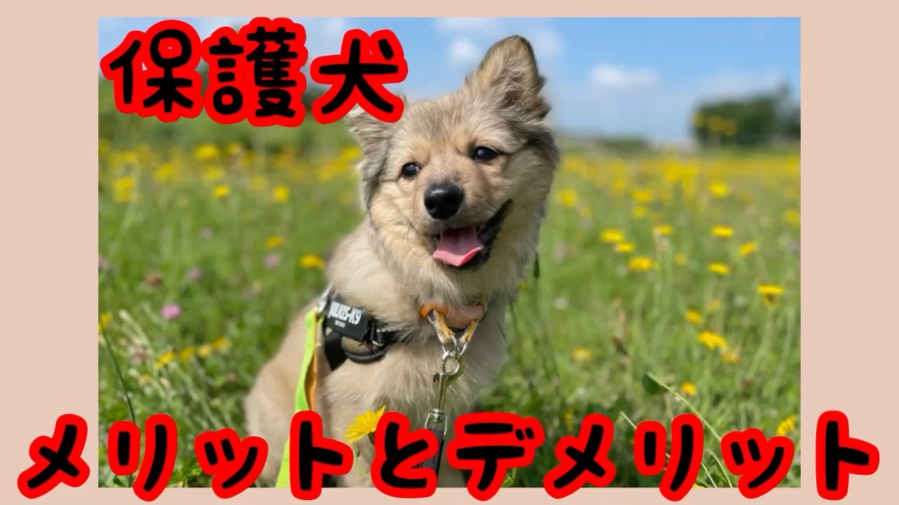 保護犬をお迎えして感じた5つのメリットとデメリット なないろな毎日