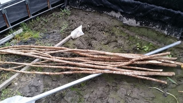 促成 タラの芽試験栽培を開始 菜々印