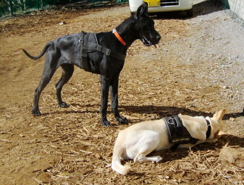 犬もフリをする ドッグウォーカー博士のスローライフ 犬もフリをする ドッグウォーカー博士のスローライフ
