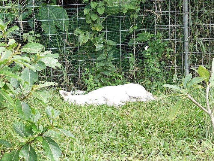 子犬のしつこい噛みつきを改善するには ドッグウォーカー博士のスローライフ 子犬のしつこい噛みつきを改善するには ドッグウォーカー博士のスローライフ