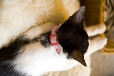 他の犬に吠える 興奮吠え ドッグウォーカー博士のスローライフ