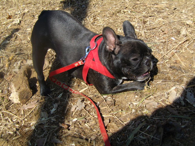 ワンちゃんの腰かけ 木製 【公式通販】