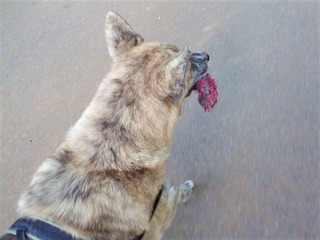 IMG_20191111_083223a