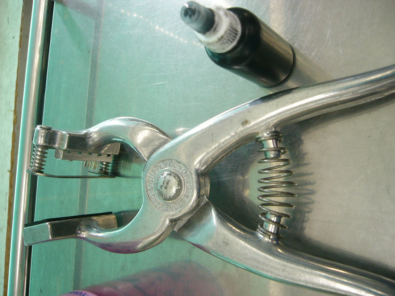 耳カットと耳タトゥ ドッグウォーカー博士のスローライフ