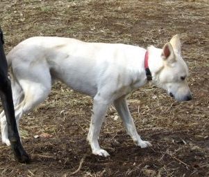 ドゴアルヘンティーノ ドッグウォーカー博士のスローライフ