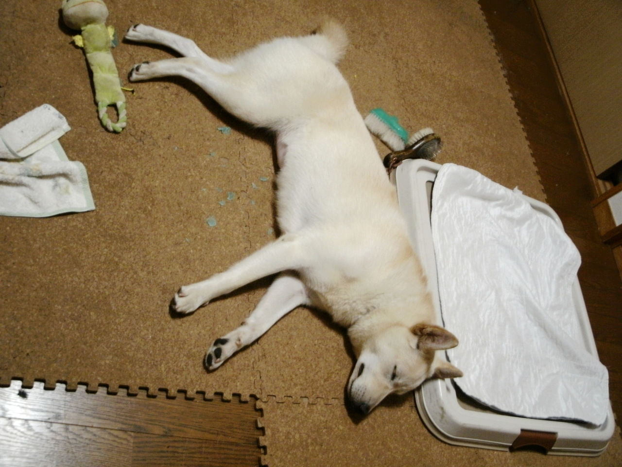 ストレスが少ない暮らし ドッグウォーカー博士のスローライフ