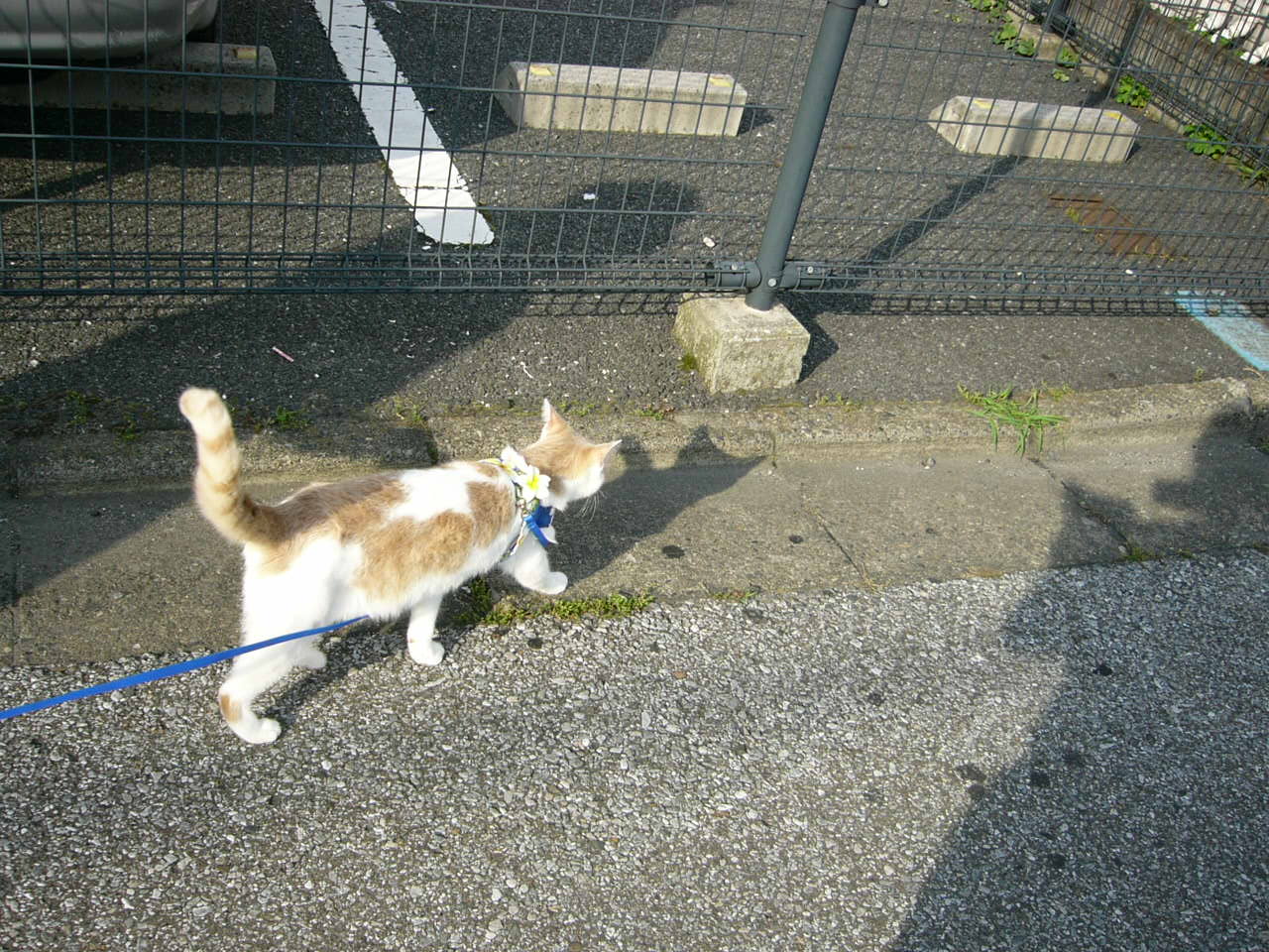 つらい皮膚炎の季節 ドッグウォーカー博士のスローライフ