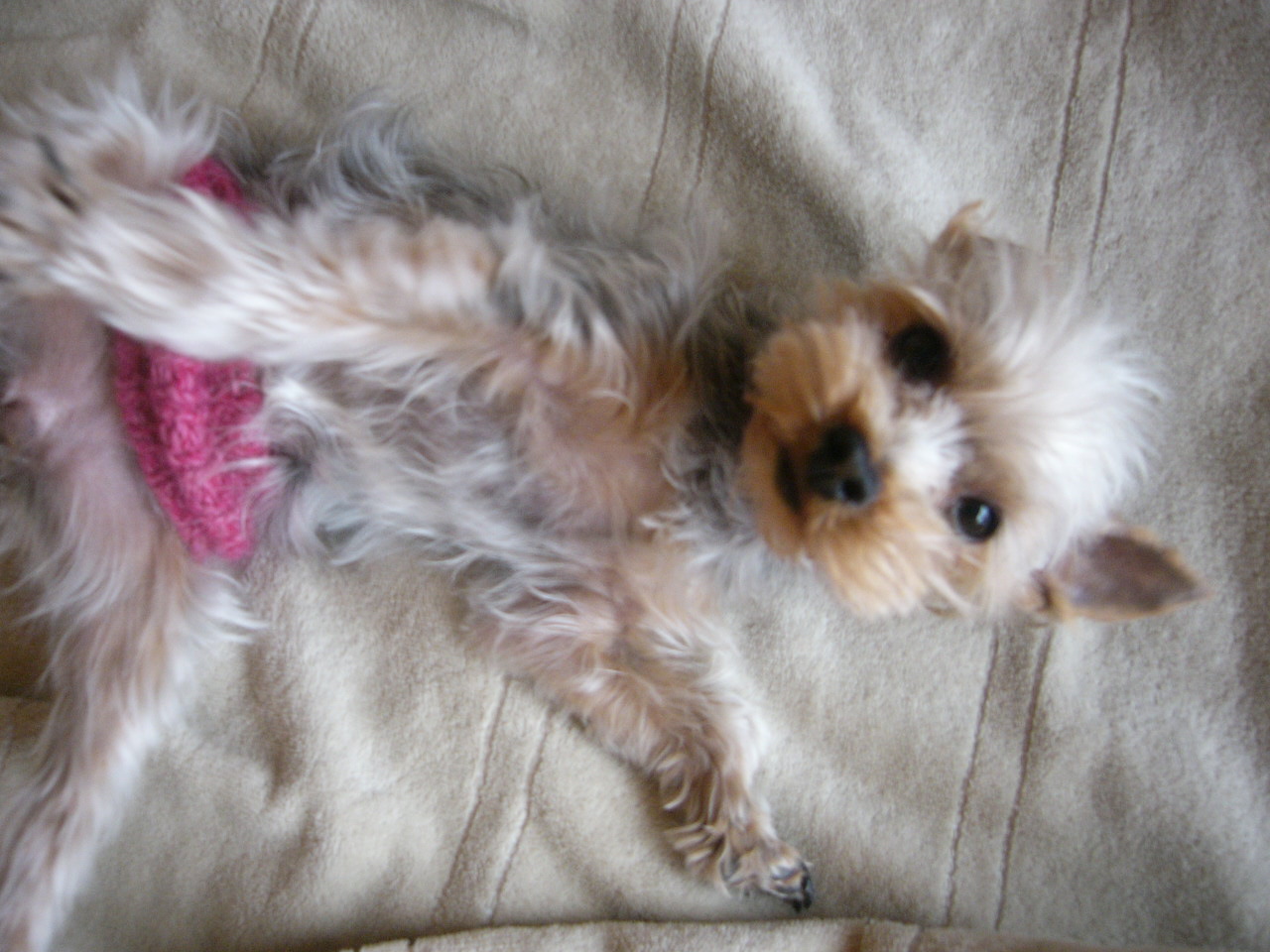 犬猫の気持ちを誤解してませんか ドッグウォーカー博士のスローライフ