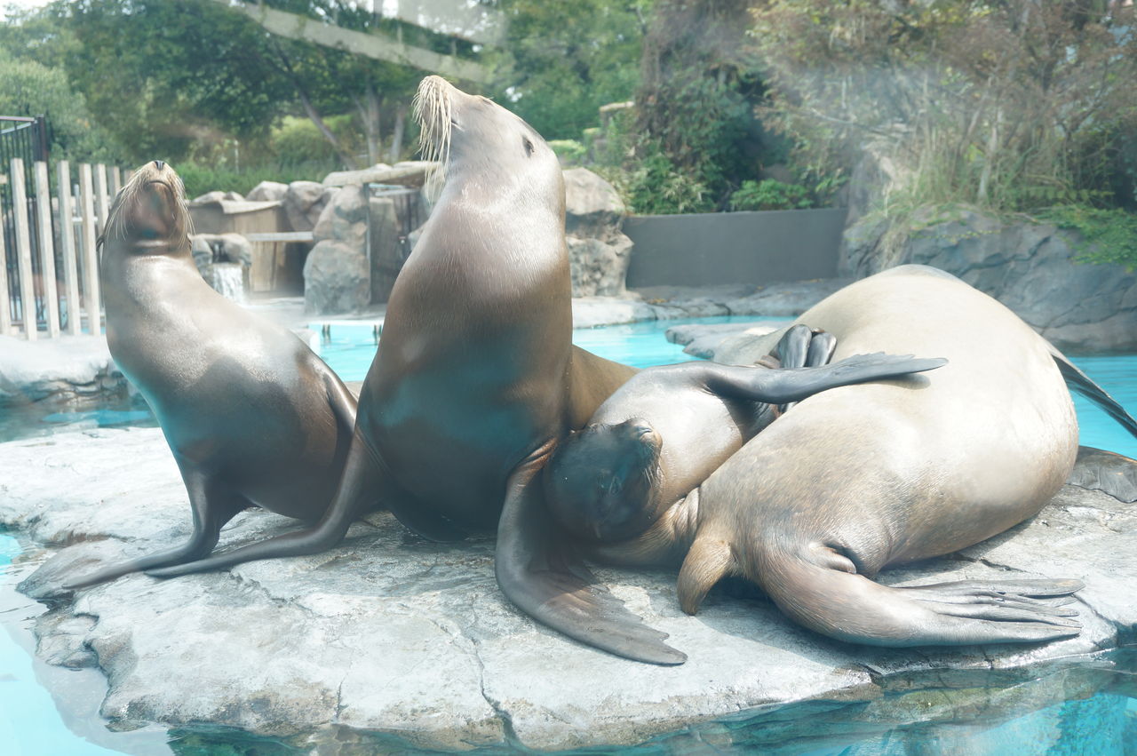 上野動物園 アシカ いつもどうぶつと
